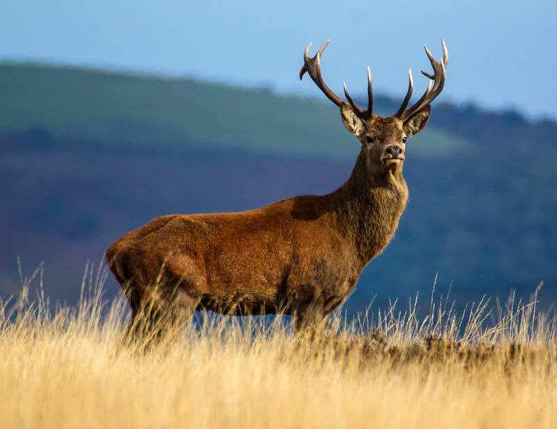 Deer in Exmoor